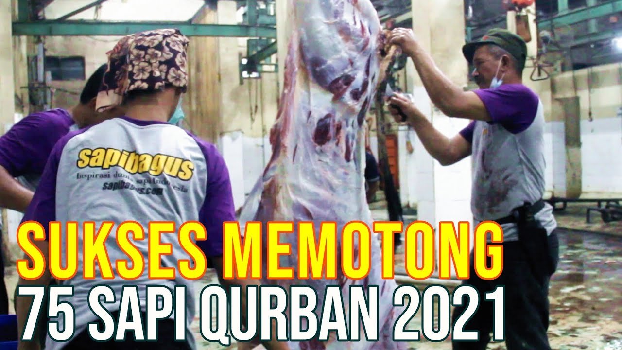 Proses Pemotongan Sapi Qurban Di Sapibagus Farm.jpg